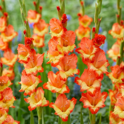 Bild på Princess Margaret Rose