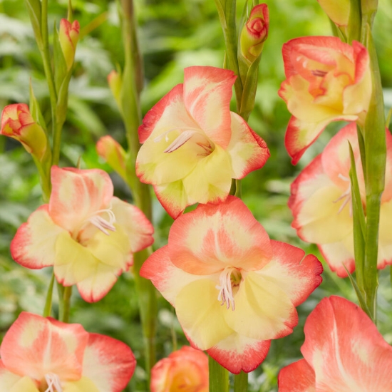 Picture of Las Vegas