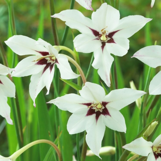 Picture of Callianthus Murielae