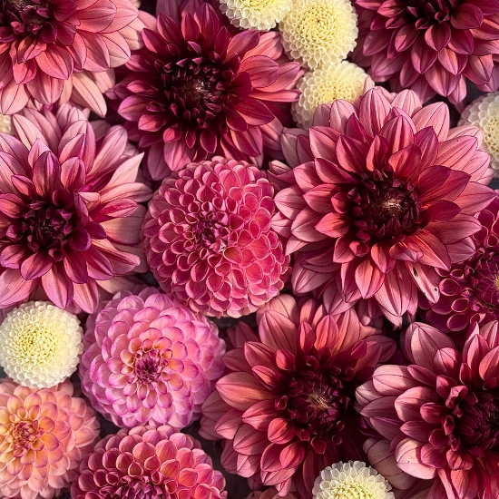 Bild på Emma's Vintage