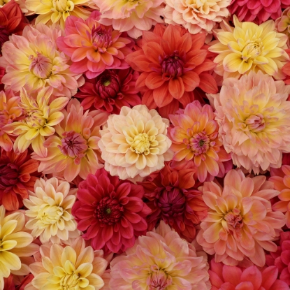 Bild på Vera's Sagoblomster