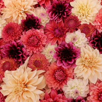 Bild på Vera's Festblomster