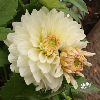 Bild på Blushing Idylle 