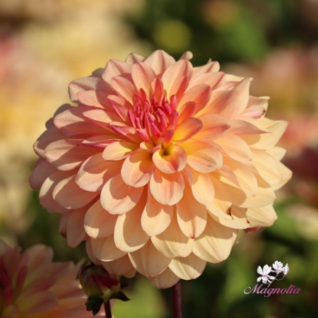 Bild för kategori Exklusiva sorter