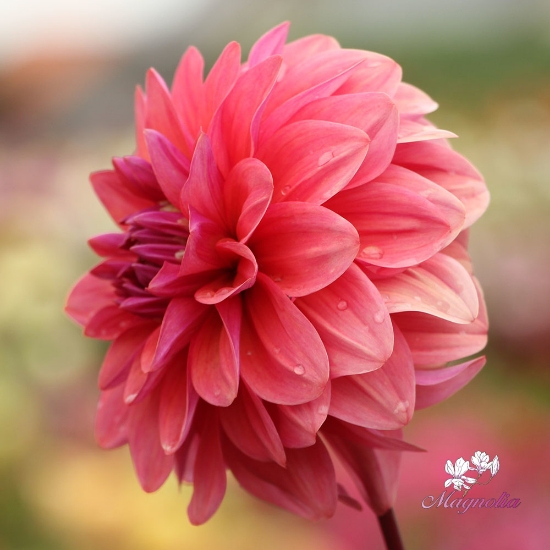 Bild på Dalmuti Baroness