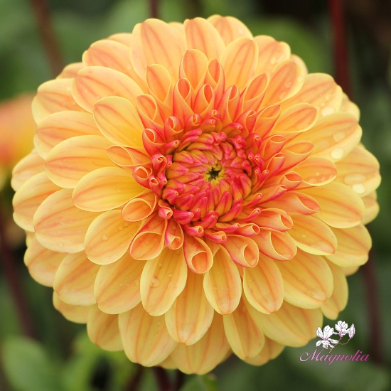 Picture of Dalmuti Cavalier