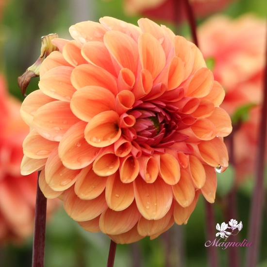 Picture of Dalmuti Chief Marshal