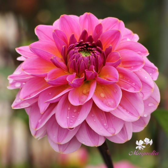 Bild på Dalmuti Jester