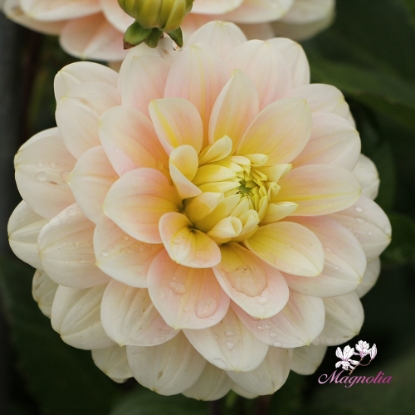 Picture of Dolce Anna