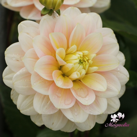 Picture of Dolce Anna