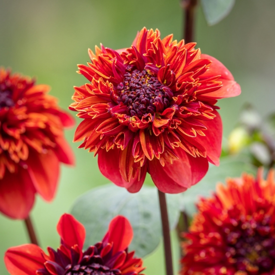 Bild på Adam's Choice