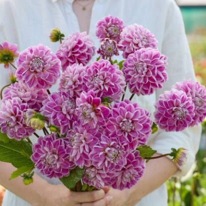 Bild på Daniela Capaccioli