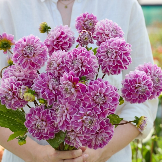 Bild på Daniela Capaccioli