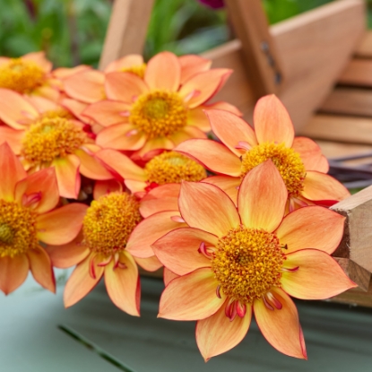 Bild på Frank's Favorite