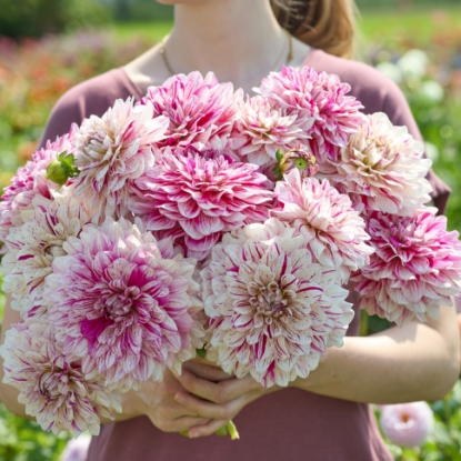 Picture of Galaktika