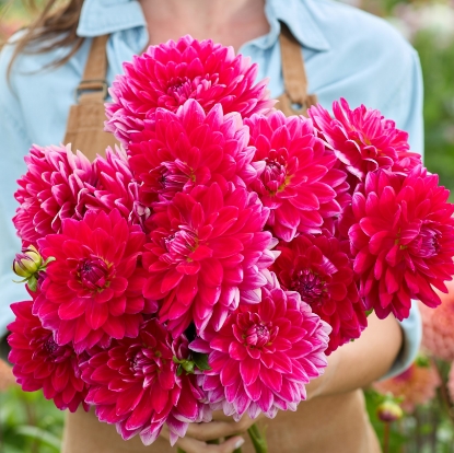 Picture of Ryecroft Caroline's Beauty