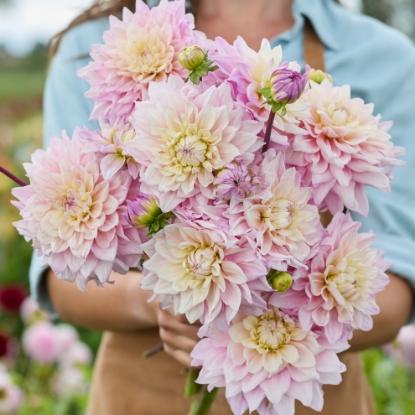 Bild på Sweet September
