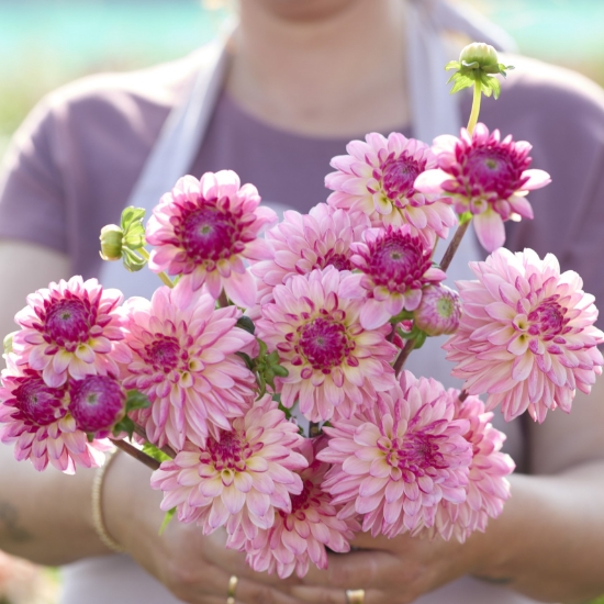 Bild på Valley Porcupine