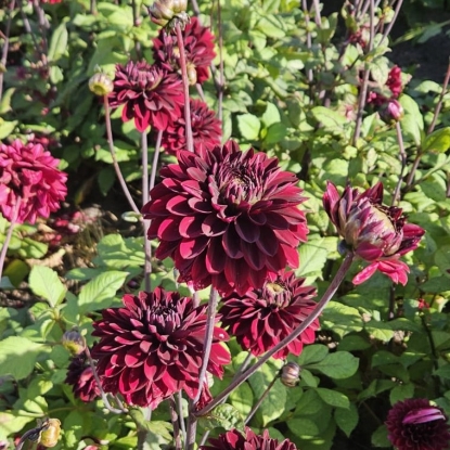 Bild på Black Surprise