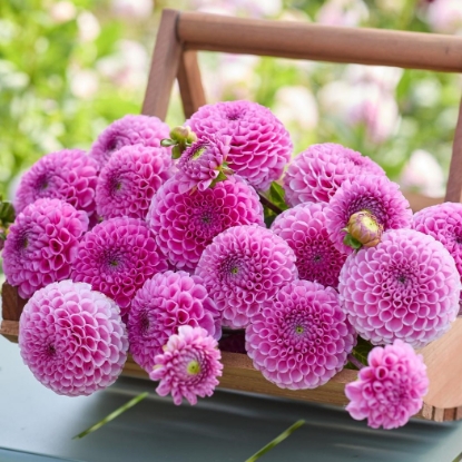 Bild på Sir Richard