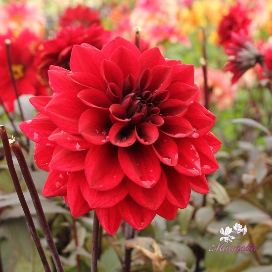 Picture of Red Pannier