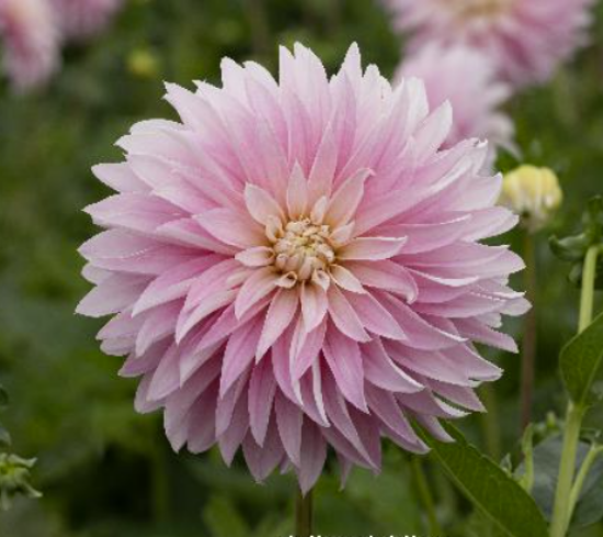 Bild på Alloway Candy