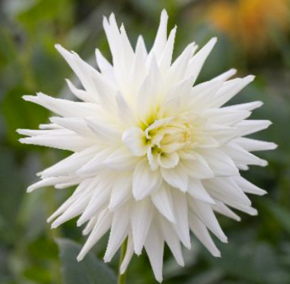 Picture of White Val's Candy