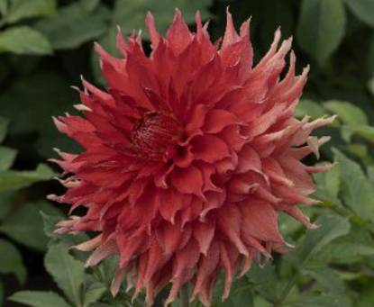 Picture of Bryn Terfel