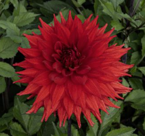 Bild på Hillcrest Duncan Edwards