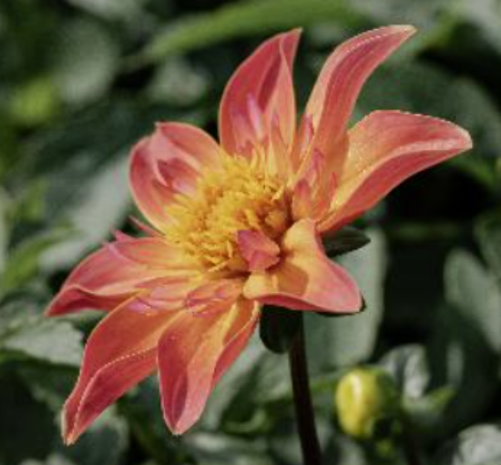 Bild på Josie's Romance