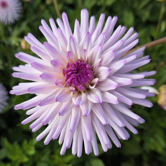 Bild på Josudi Andromeda