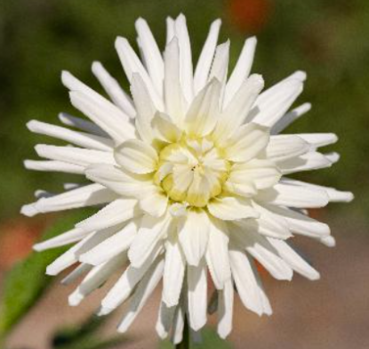 Bild på Josudi Polaris