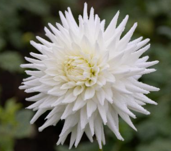 Bild på Kenora Challenger