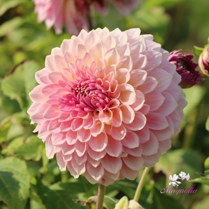 Bild på Meave's Sparkling