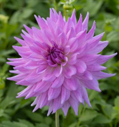 Bild på Pink Paradise