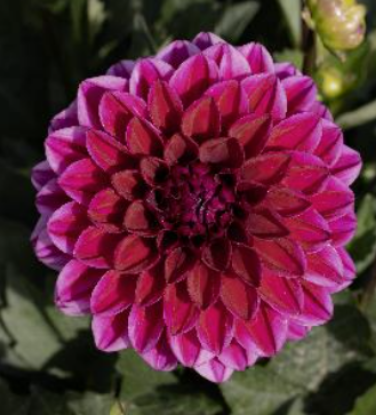 Picture of Purple Diamond