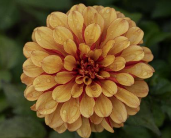 Picture of Spanish Conquest