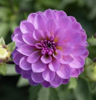 Bild på Suitzus Julie