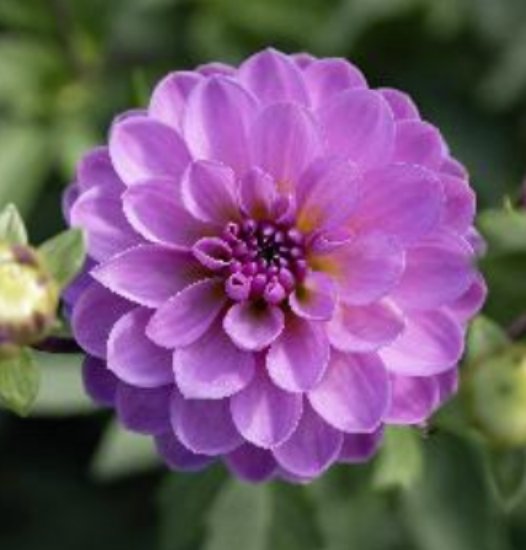 Bild på Suitzus Julie