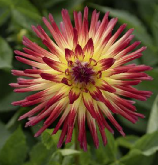 Picture of Weston Spanish Dancer