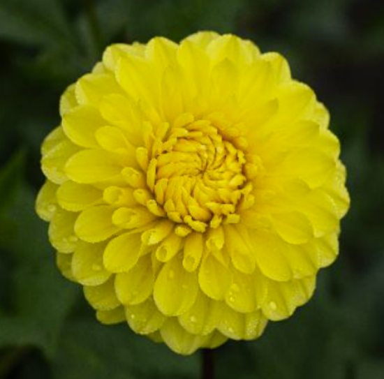 Bild på Yellow Stone