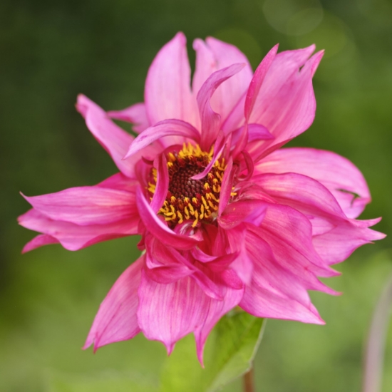 Bild på Campari Soda