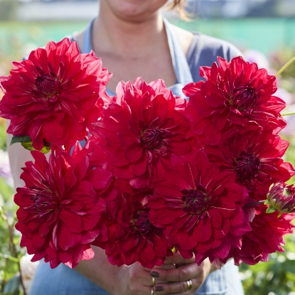 Picture of Godzina W