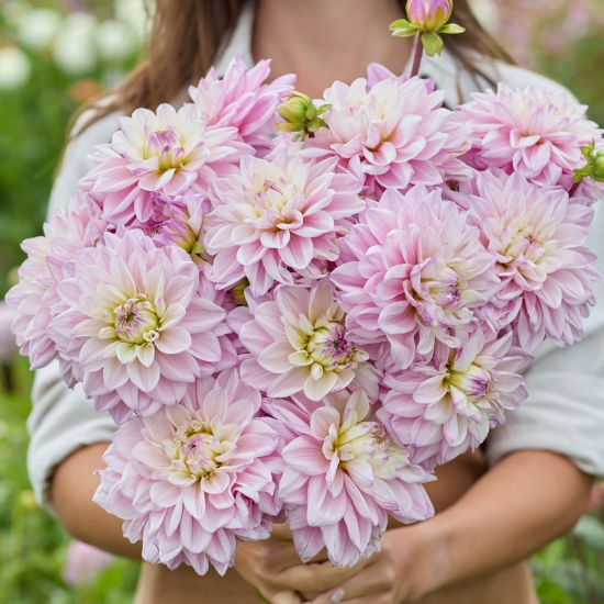 Picture of Pink Twilight