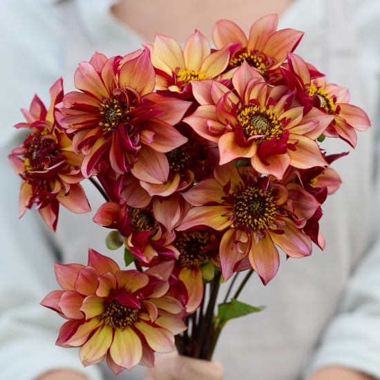 Bild på Tom's Choice