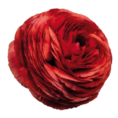 Picture of Elegance Cioccolato