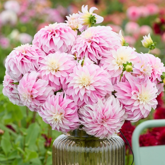 Picture of Verrone's DF