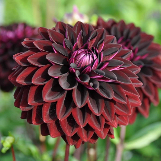 Picture of Jowey Midnight