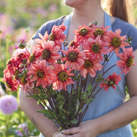 Picture of Nectarine