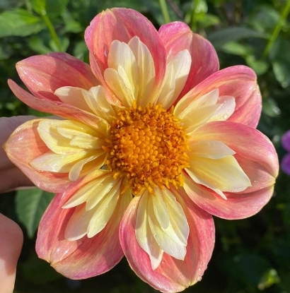 Bild på René Halskraag 1 (onamnad)